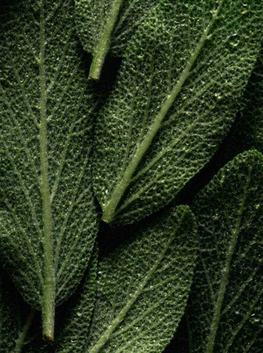 Omega 6-9 Glowing Skin Body Oil